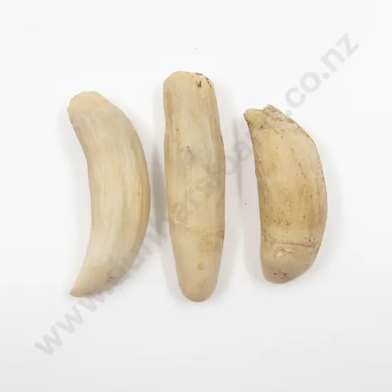 Three Sperm Whale Teeth