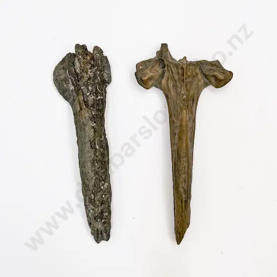 Two Fossilised Whale Beaks