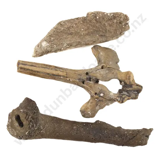 Three Fossilised Whale Bones