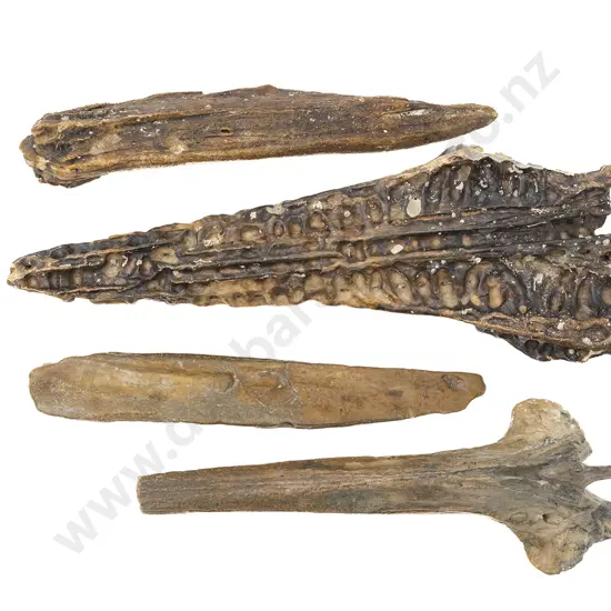 Four Fossilised Whale Bones