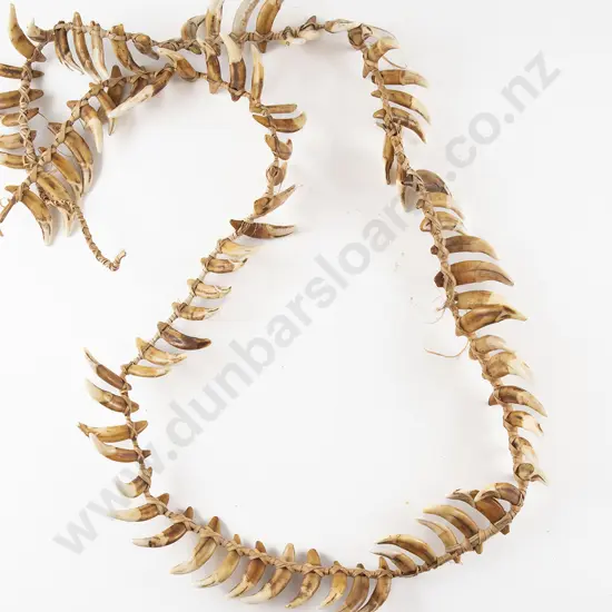 A Papua New Guinea Warriors Dog Tooth Necklace