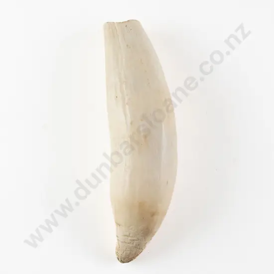 A Sperm Whale Tooth