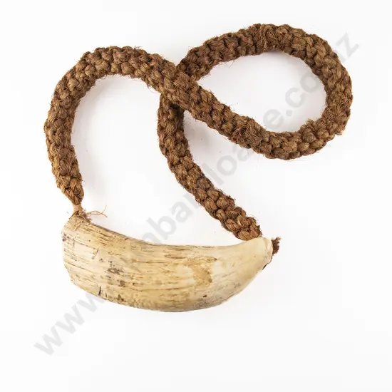 A Good Fijian Tabua (Ceremonial Marine Ivory Tooth)