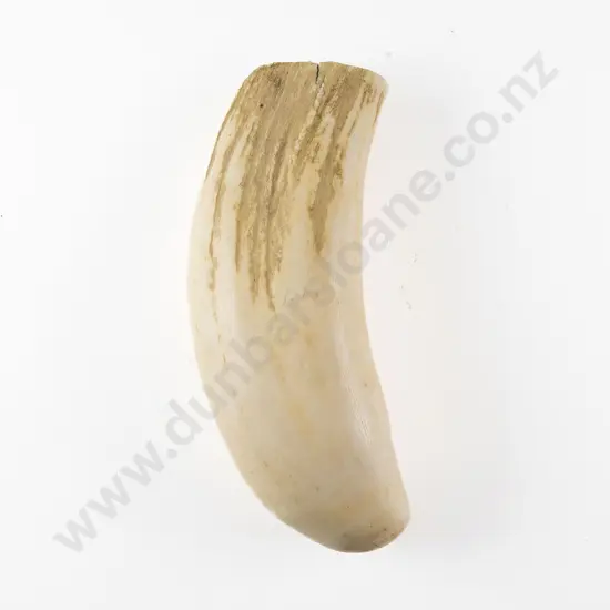 A Sperm Whale Tooth