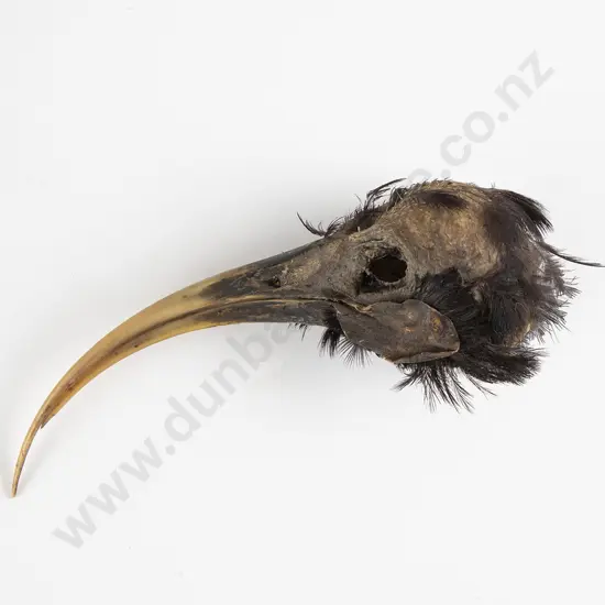 Huia Head Section With Beak Intact