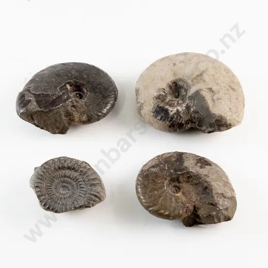 Four Fossilised Snail Shells From The Sepik River