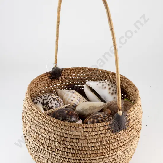 A Large Assortment Of Shells Collected In The Papua New Guinea Region