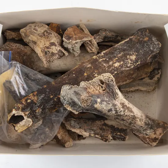 Box Of Moa Bone Fragments