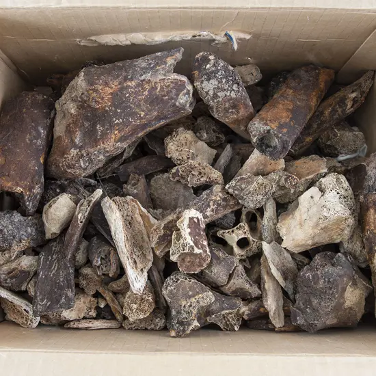 Large Box Of Moa Bone Fragments