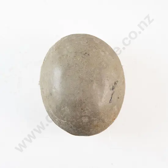 Fossil Dinosaur Egg