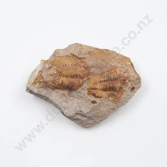 An Ammonite From The Paleozoic Era