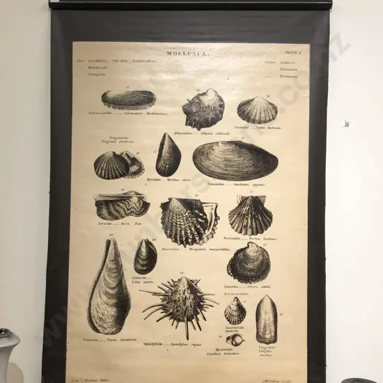 Reproduction Shell Study Poster Print