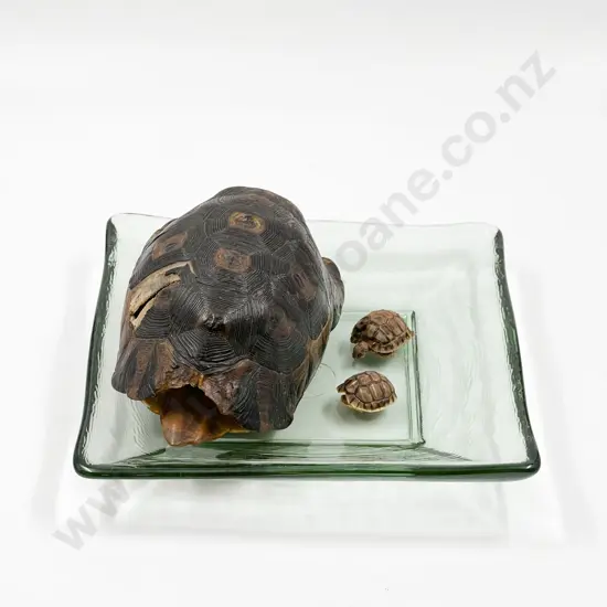 Taxidermy Tortoiseshell Together With Two Smaller and Etc.