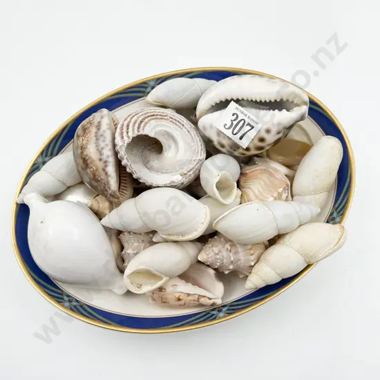 Assortment of Shells in RD Bowl
