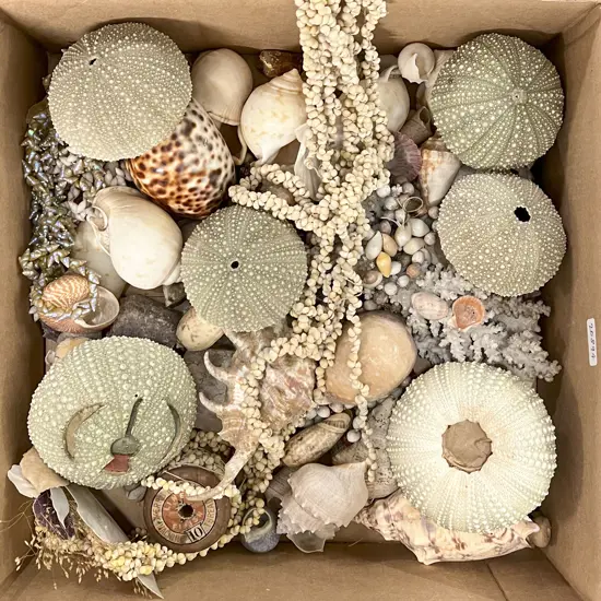 Box Quantity of Assorted Shells