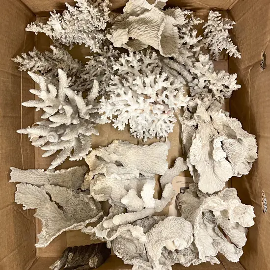 Large Quantity of Assorted Coral