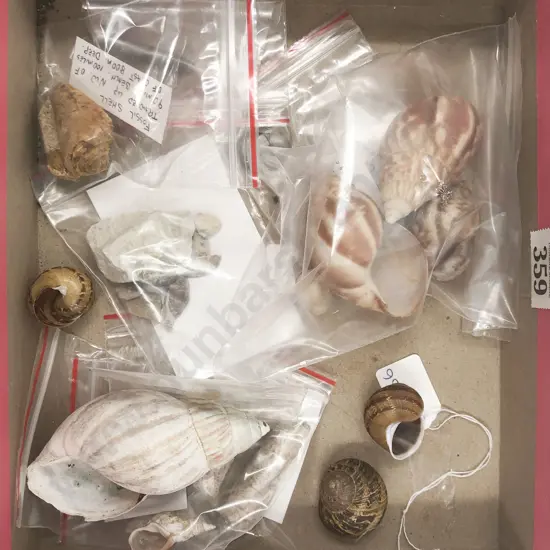 Small Quantity of Assorted Shells etc