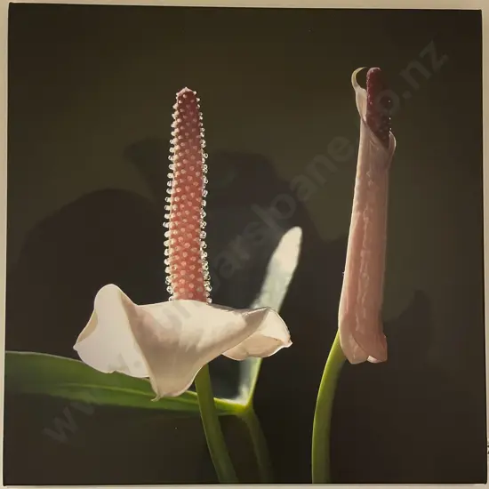 Priscilla Everts - The Pink Peace Lily - Digital Print on Canvas 1/10