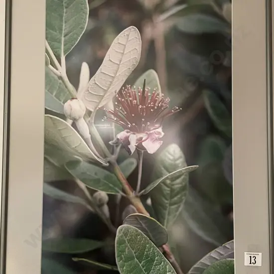 Priscilla Everts - Feijoa Flower- Photographic Print 2/10