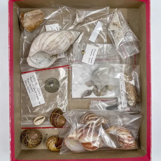 Box of Assorted Shells