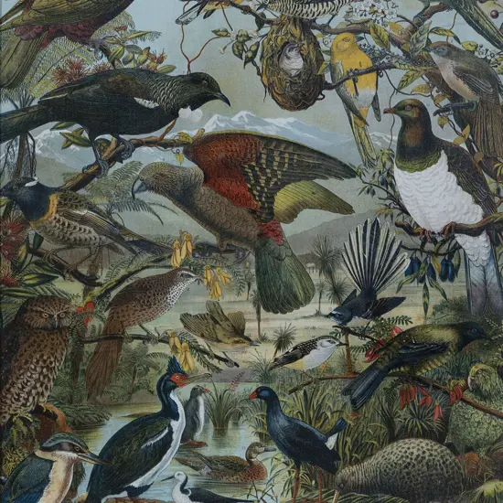 Native Birds Of New Zealand Coloured Lithograph