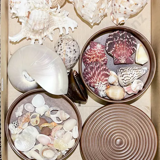 Quantity of Assorted Shells etc
