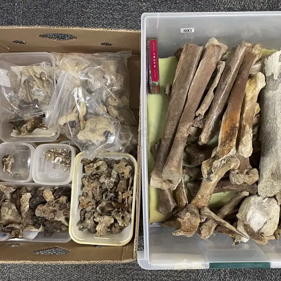 Box Of Assorted Moa Bones