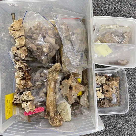 Box Of Assorted Moa Bones