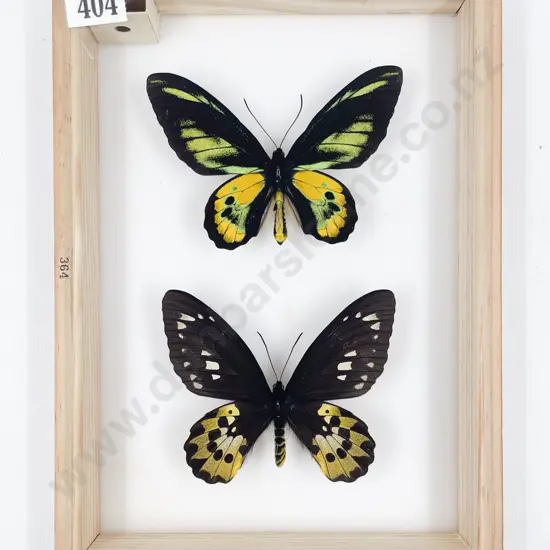 Two Exotic Butterfly Specimens