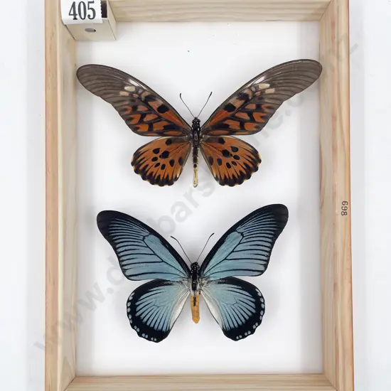 Two Exotic Butterfly Specimens