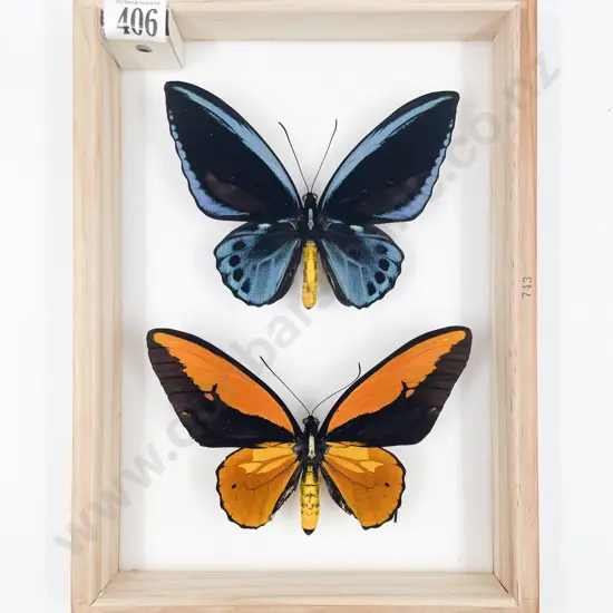 Two Exotic Butterfly Specimens