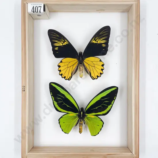 Two Exotic Butterfly Specimens