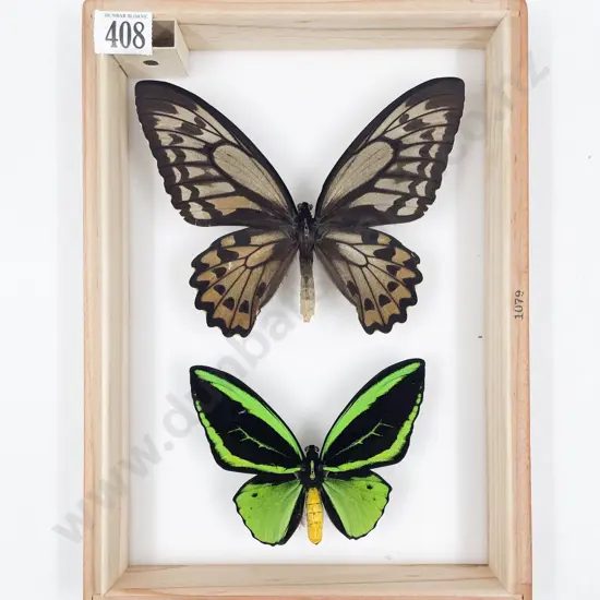 Two Exotic Butterfly Specimens
