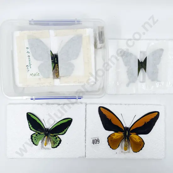 Four Unmounted Exotic Butterfly Specimens