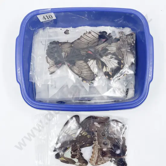 A Selection of Odd Exotic Butterfly Wings