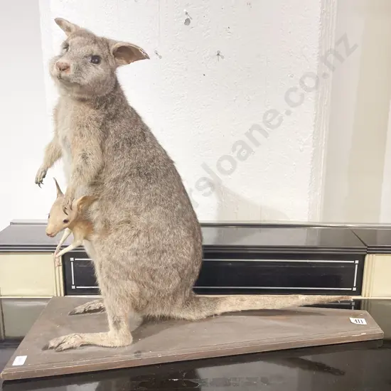 Taxidermy Wallaby