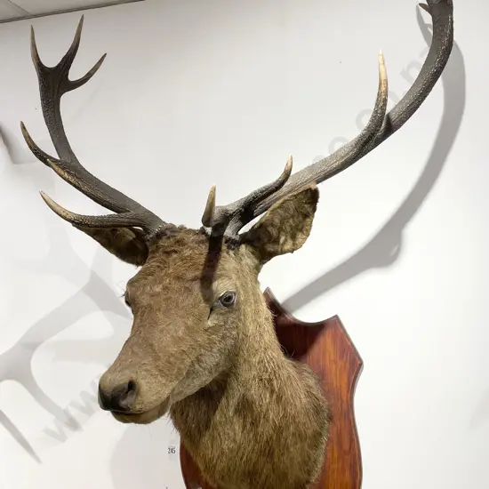 Taxidermy Stag Head on Wooden Shield Mount