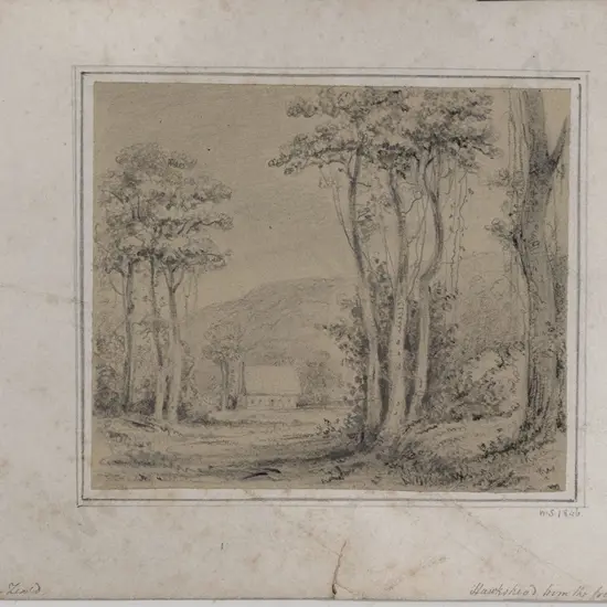 William Swainson (1789 - 1855) - Pukatia Trees