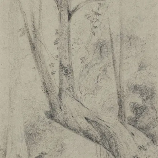 William Swainson (1789 - 1855) - Tawa Tree