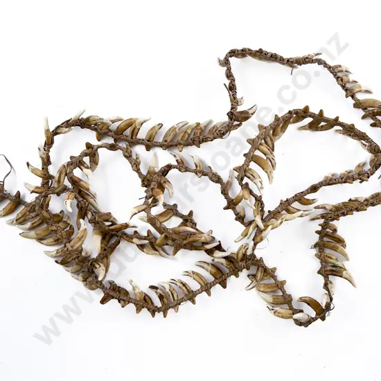 A Large Papua New Guinea Warriors Dog Tooth Necklace