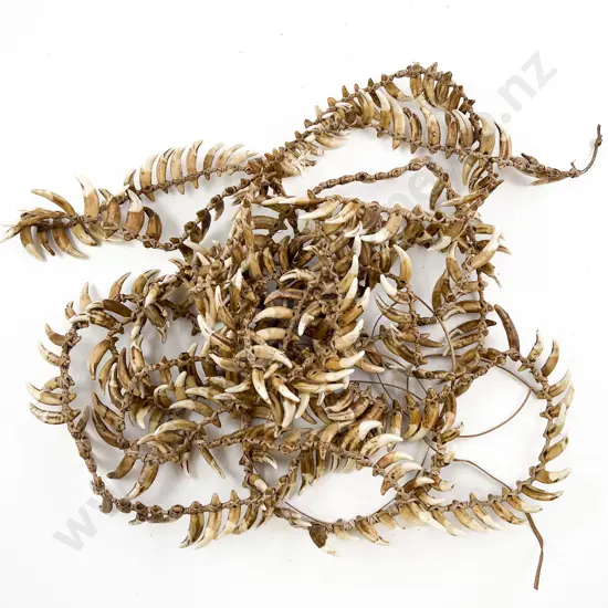 Extravagantly Large Papua New Guinea Warriors Dog Tooth Necklace