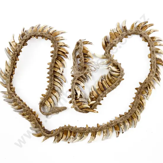 A Papua New Guinea Warriors Dog Tooth Necklace