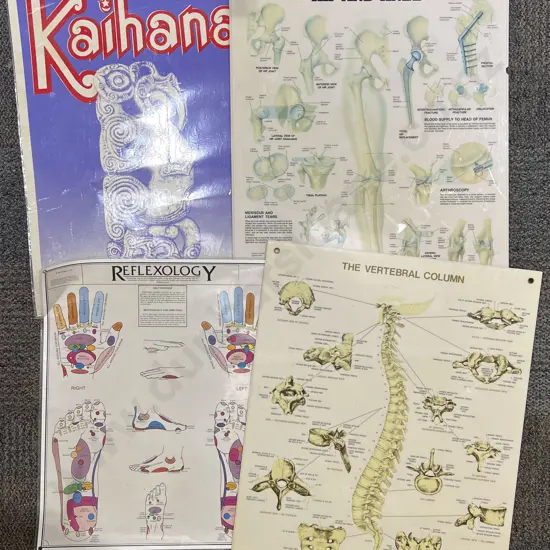 Three Assorted Biology Diagrams and Other