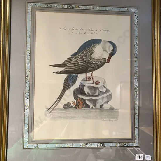 Framed Bookplate Bird Study