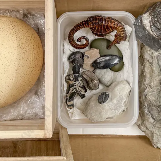 Small Collection of Fossils and Large Ostrich Egg