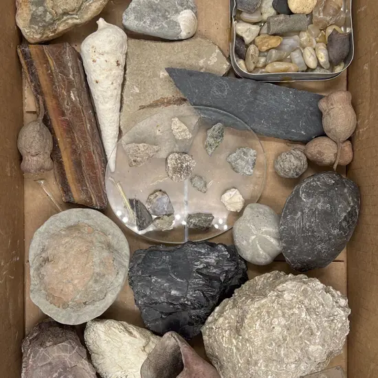 Collection of Fossils