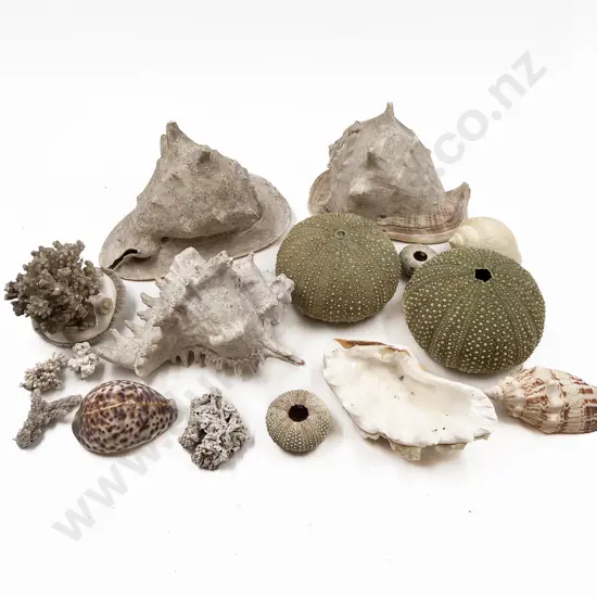 Two Large Conch/Cameo Shells and Others