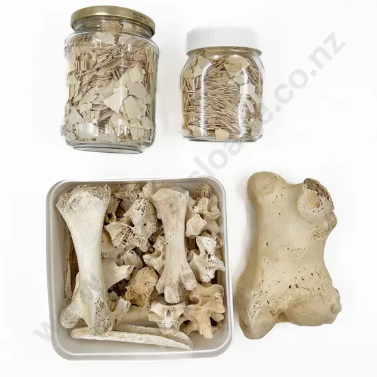 Small Collection of Moa Bones and Shell Shards