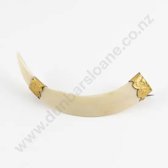 NZ 9ct Mounted Boar Tusk Brooch