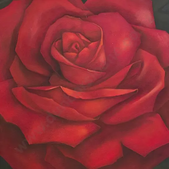 Judy Bellgrave - Red Rose